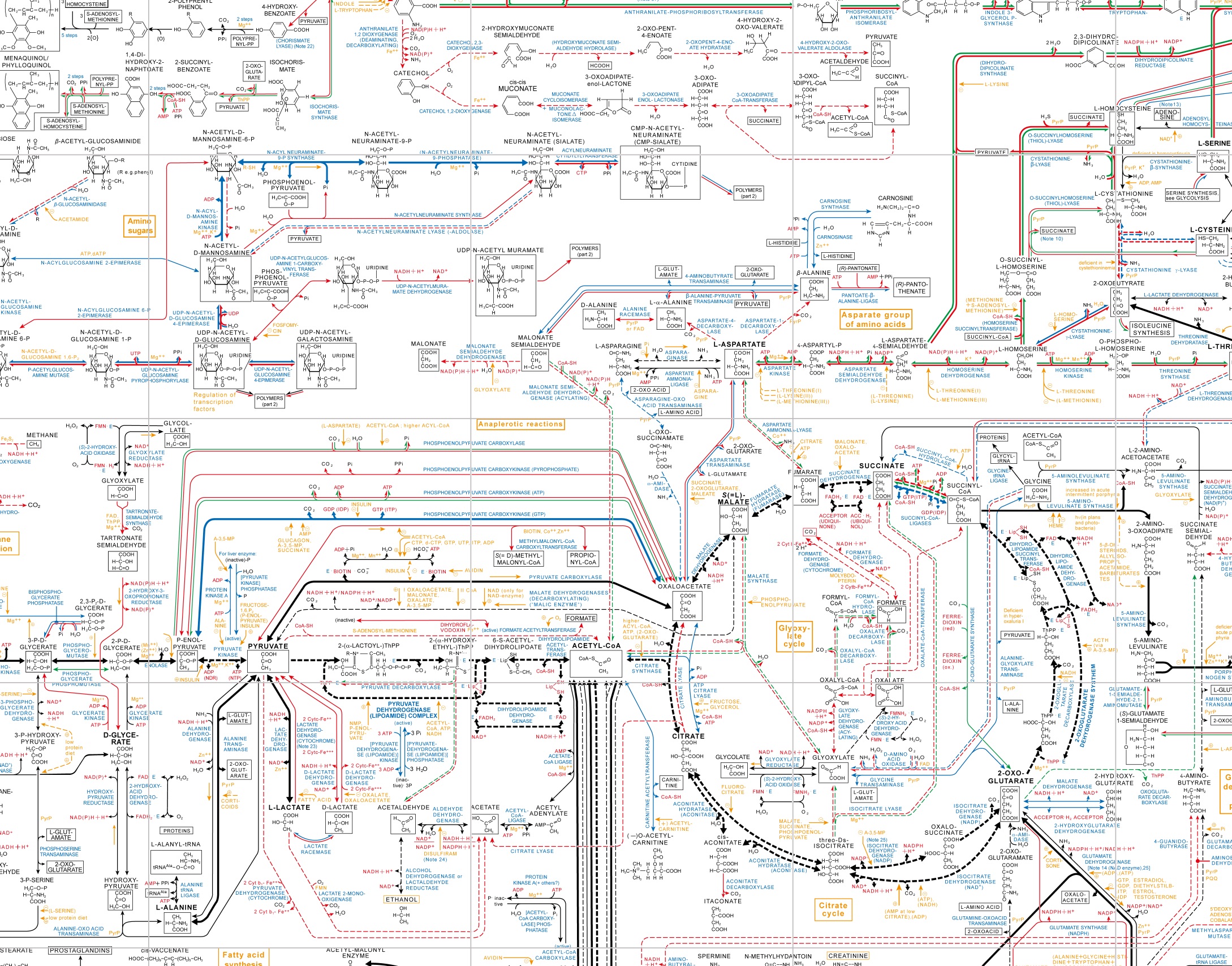 roches_chemical_pathways
